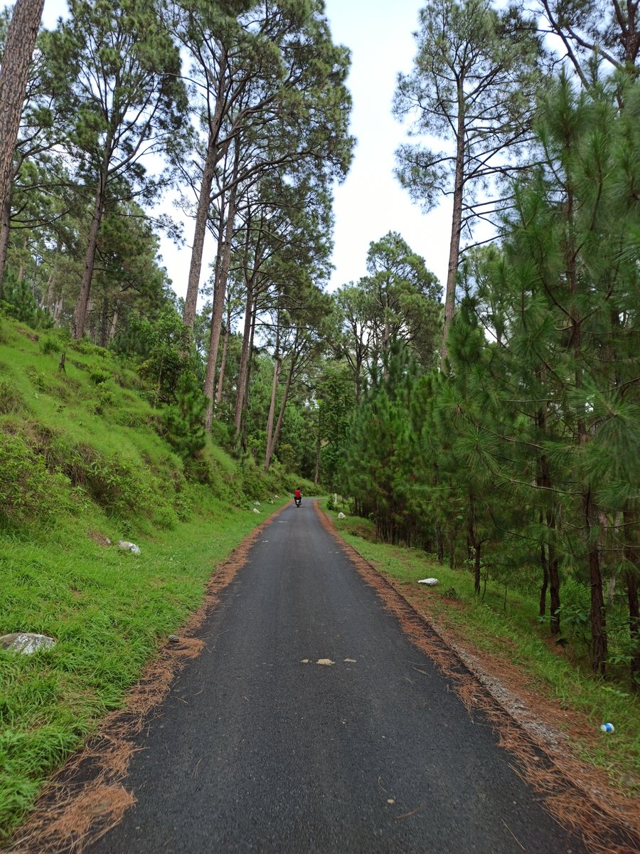 Pine tree road in Kahuta, Pakistan